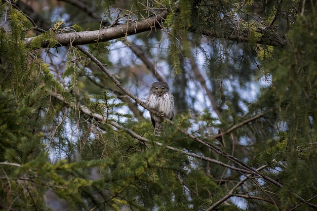 Foto gratuita búho marrón y blanco en la rama de un árbol