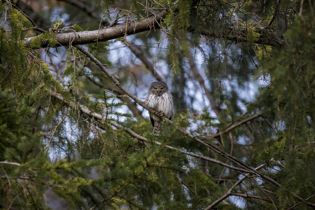 Búho marrón y blanco en la rama de un árbol