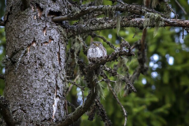 Búho marrón y blanco en la rama de un árbol