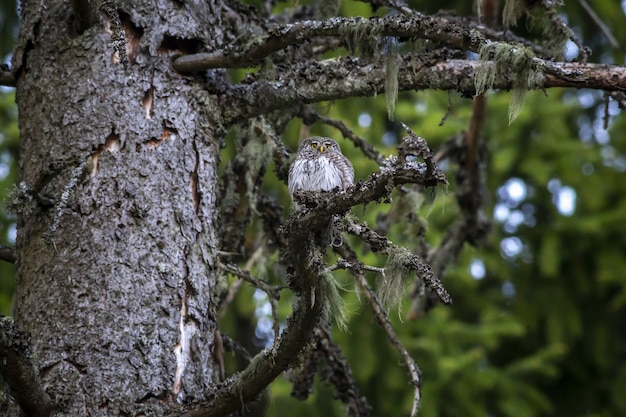 Búho marrón y blanco en la rama de un árbol