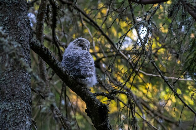 Búho marrón y blanco sentado en la rama de un árbol