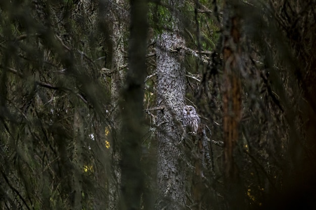 Foto gratuita búho marrón y blanco sentado en la rama de un árbol