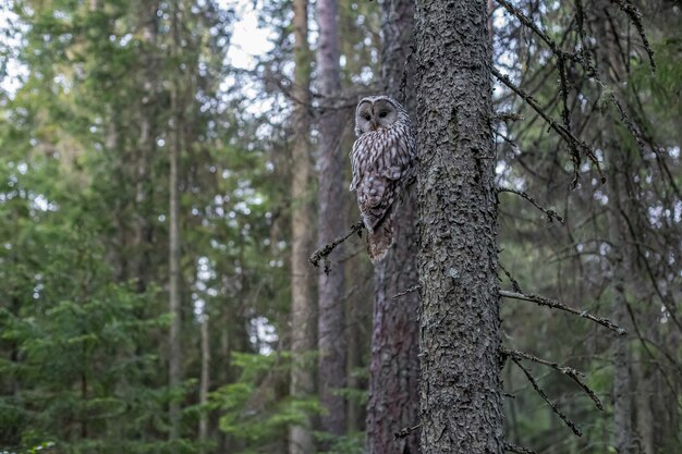 Búho marrón y blanco sentado en la rama de un árbol