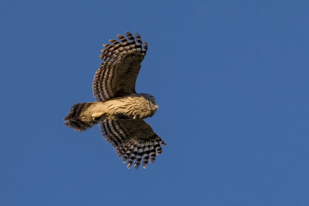 Búho marrón y blanco volando