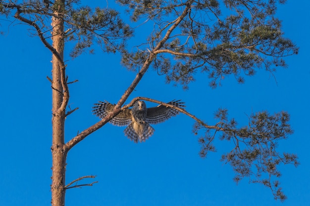 Búho marrón y blanco volando