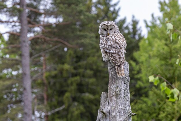 Búho marrón posado en la rama de un árbol marrón