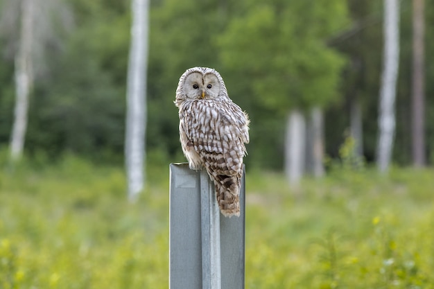 Búho marrón sentado en poste gris