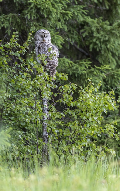 Foto gratuita búho posado sentado en un árbol en el bosque