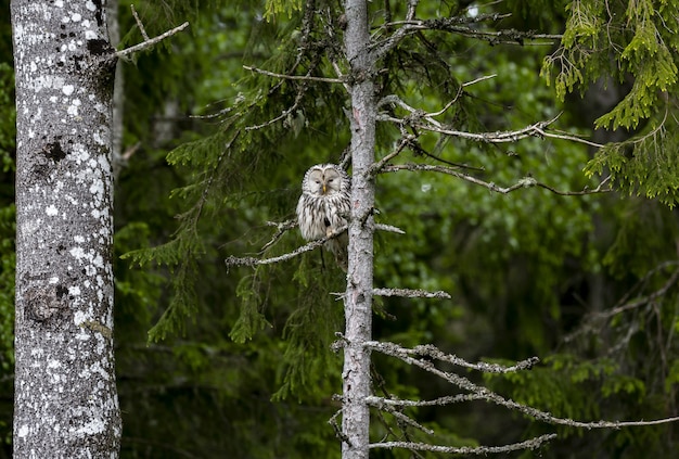 Búho sentado en la rama de un árbol en el bosque