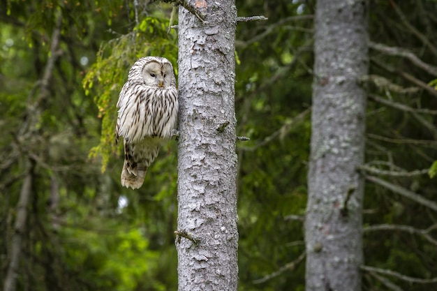 Foto gratuita búho sentado en la rama de un árbol en el bosque