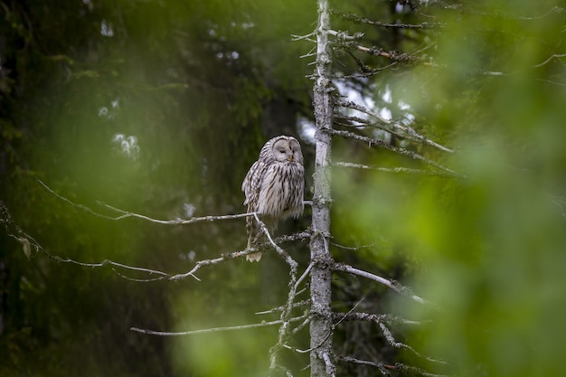 Búho sentado en la rama de un árbol en el bosque