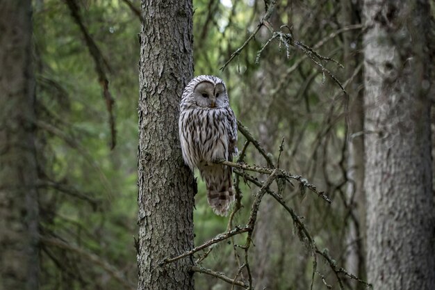 Búho sentado en la rama de un árbol en el bosque