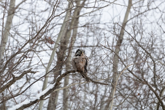 Búho sentado en una rama en invierno durante el día