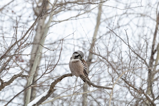 Foto gratuita búho sentado en una rama en invierno durante el día