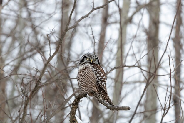 Búho sentado en una rama en invierno durante el día