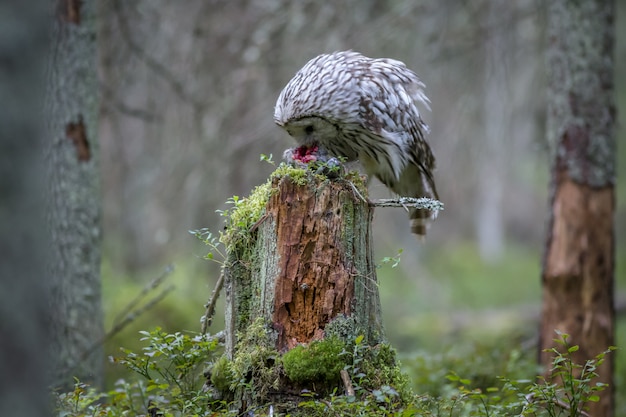 Foto gratuita búho sentado en el tronco de un árbol en el bosque