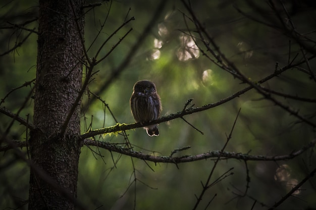 Foto gratuita búho sentado en el tronco de un árbol y mirando a la cámara