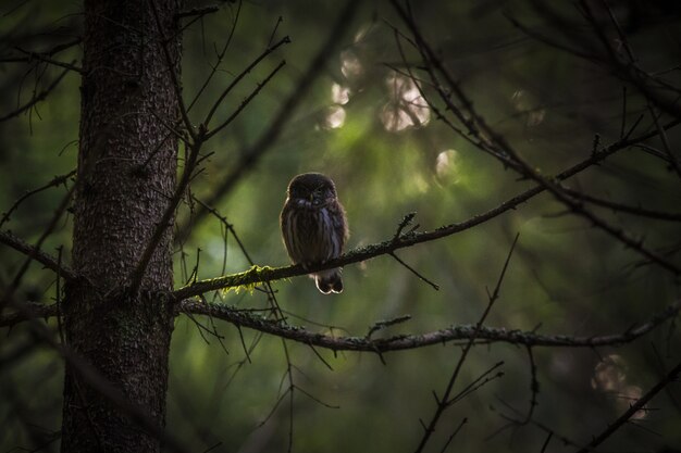 Búho sentado en el tronco de un árbol y mirando a la cámara