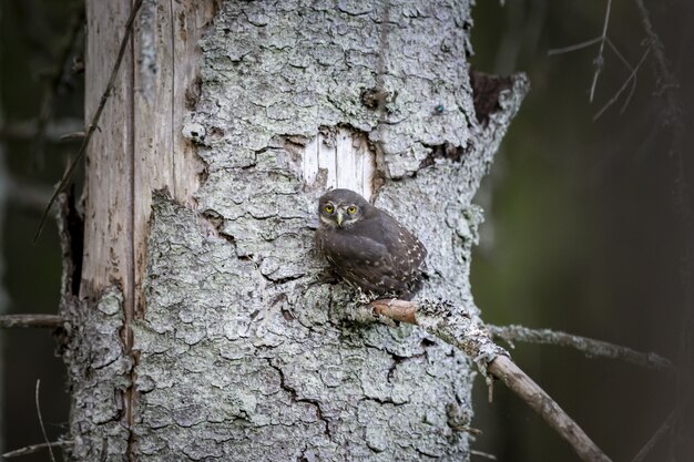 Búho sentado en el tronco de un árbol y mirando a la cámara