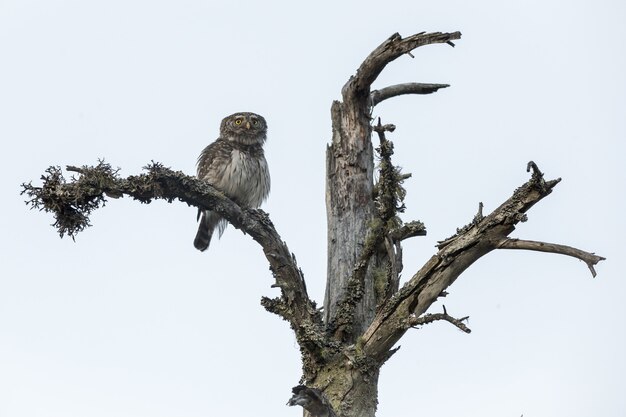 Búho sentado en el tronco de un árbol y mirando a la cámara