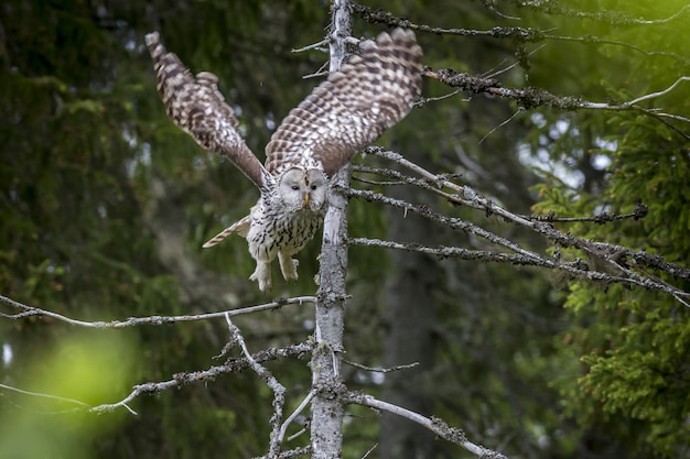 Foto gratuita búho volando desde la rama de un árbol en el bosque