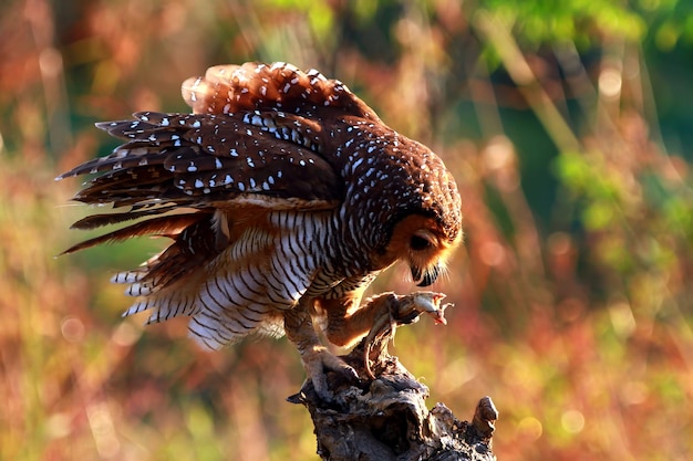 Los búhos capturan presas para los pollos pequeños animal closeup Búhos en caza