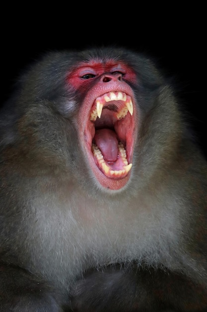 Foto gratuita los búhos capturan presas para los pollos pequeños animal closeup búhos en caza