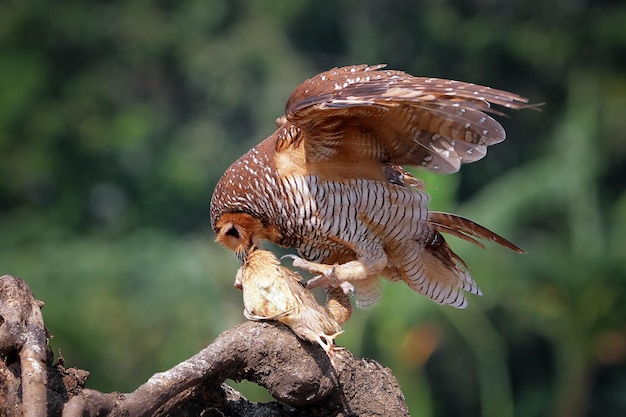 Los búhos capturan presas para los pollos pequeños animal closeup Búhos en caza