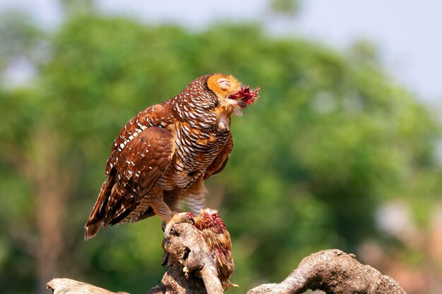 Los búhos capturan presas para los pollos pequeños animal closeup Búhos en caza