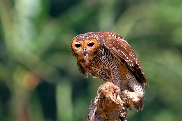 Los búhos capturan presas para los pollos pequeños animal closeup Búhos en caza