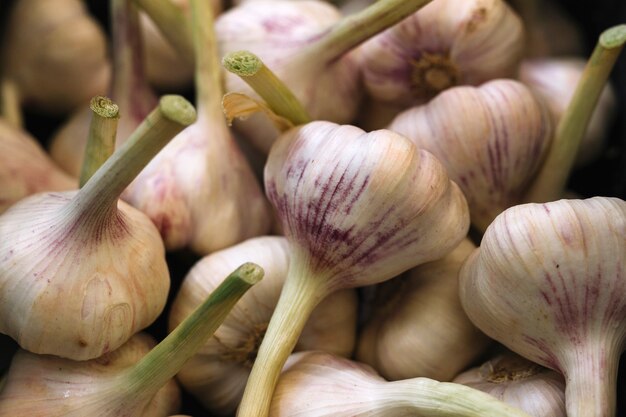 Bulbos de ajo aromáticos frescos