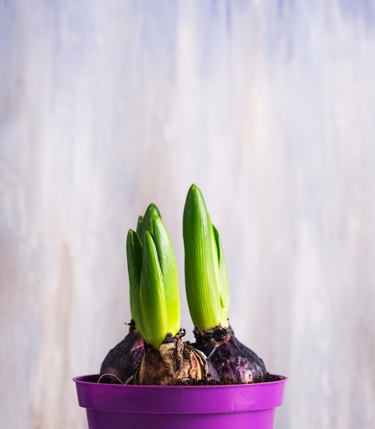 Foto gratuita bulbos de flores que crecen en maceta pequeña