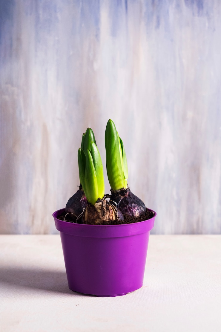 Foto gratuito bulbos de flores que crecen en maceta