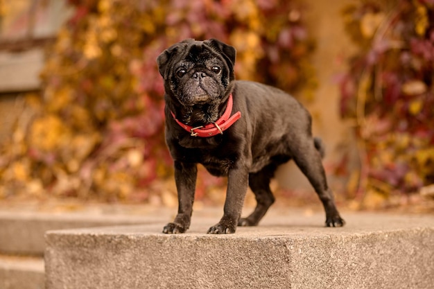 Buldog. Un lindo bulldog negro con un collar de perro rojo.