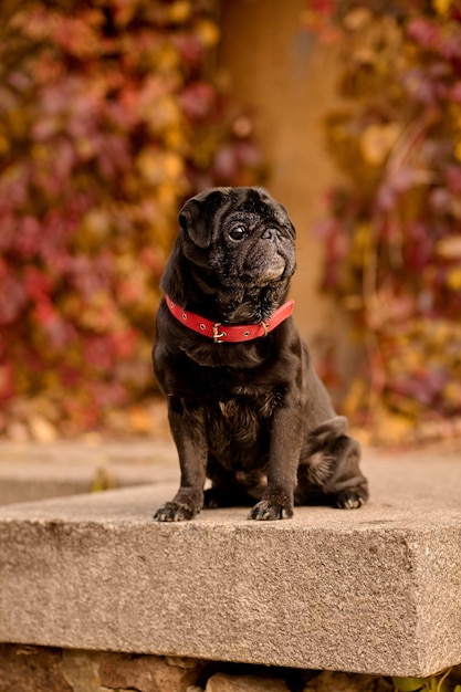Foto gratuita buldog. un lindo bulldog negro con un collar de perro rojo.
