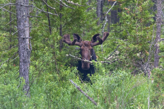 Bull moose en la distancia de pie cerca de los árboles en Canadá