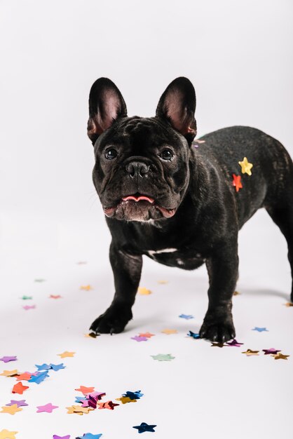 Bulldog adorable posando con elementos de fiesta