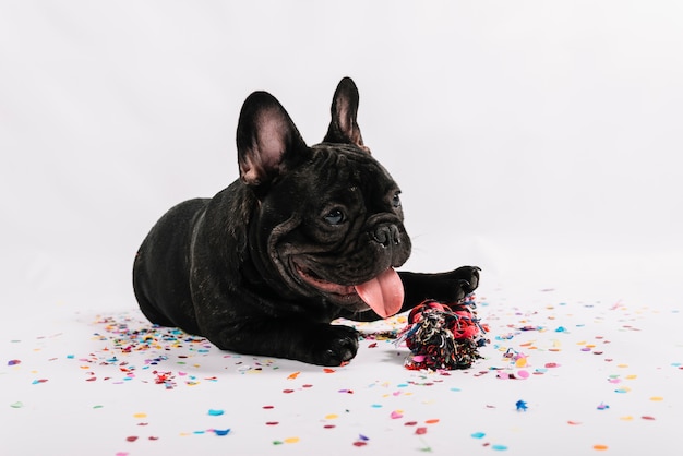 Bulldog adorable posando con elementos de fiesta