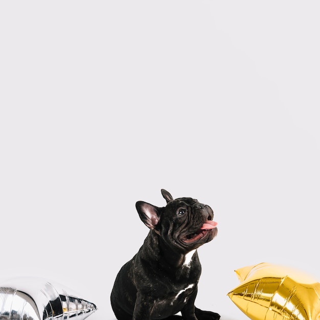Bulldog adorable posando con elementos de fiesta