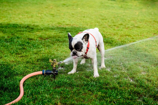 Bulldog francés bebiendo agua de manguera en el parque