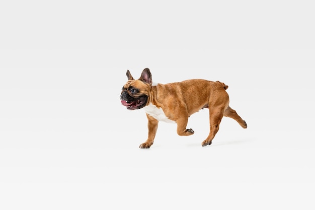 Bulldog francés joven está planteando. Lindo perrito o mascota de braun blanco está jugando, corriendo y luciendo feliz aislado en la pared blanca. Concepto de movimiento, movimiento, acción. Espacio negativo.