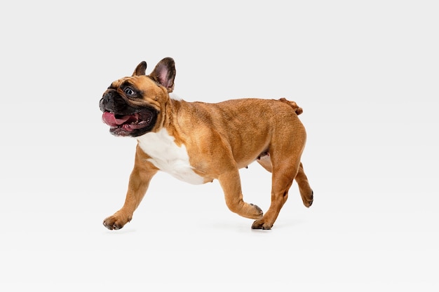 Bulldog francés joven está planteando. Lindo perrito o mascota de braun blanco está jugando, corriendo y mirando feliz aislado sobre fondo blanco.