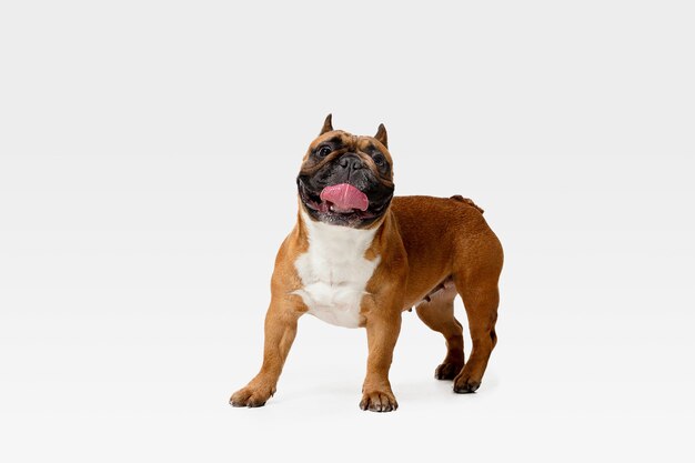 Bulldog francés joven está planteando. Lindo perrito o mascota de braun blanco está jugando y parece feliz aislado en la pared blanca. Concepto de movimiento, movimiento, acción. Espacio negativo.