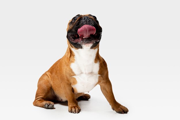 Bulldog francés joven está planteando. Lindo perrito o mascota de braun blanco está jugando y parece feliz aislado sobre fondo blanco.