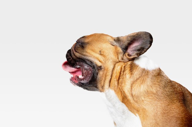 Bulldog francés joven está planteando