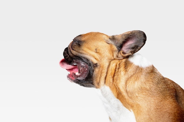 Bulldog francés joven está planteando