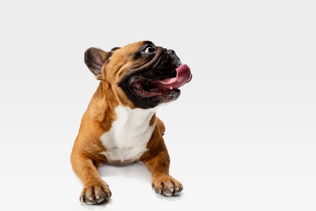 Bulldog francés joven está planteando