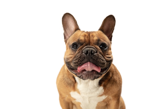 Foto gratuita bulldog francés marrón joven jugando aislado en la pared blanca del estudio