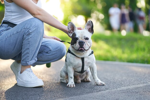 Bulldog francés sentado en el suelo en el parque