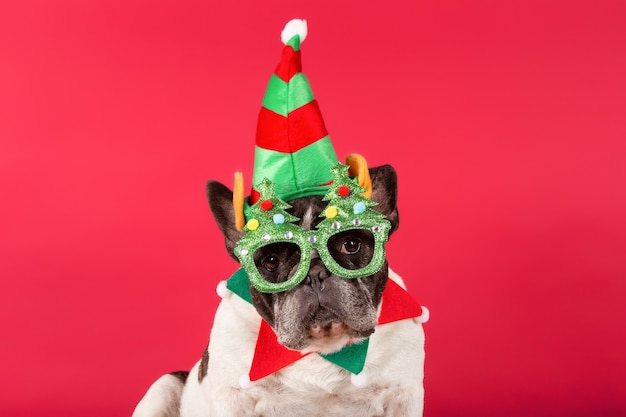 Bulldog francés con un sombrero de Navidad y divertidas gafas de sol en la pared roja